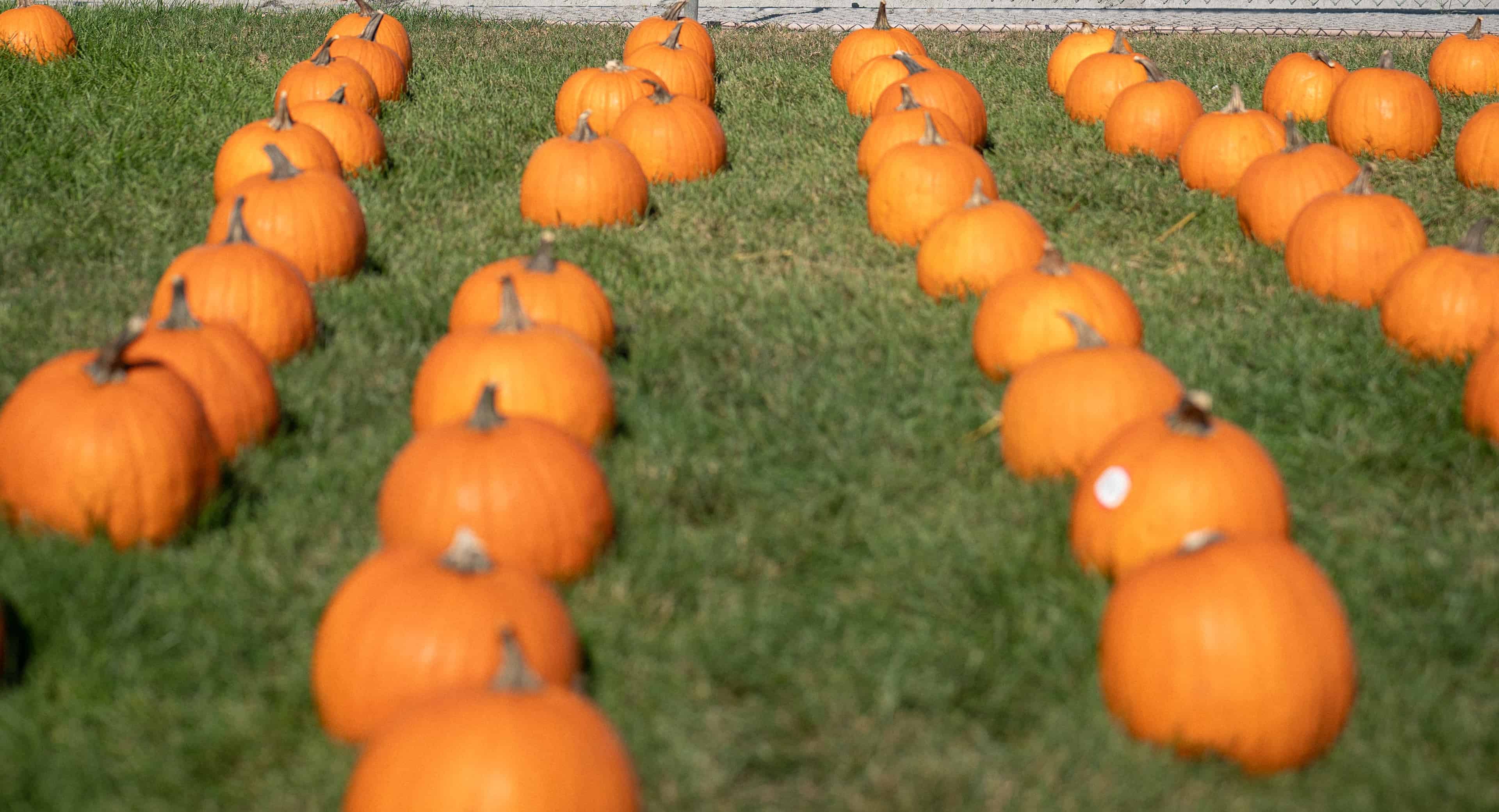 Pumpkin Patch