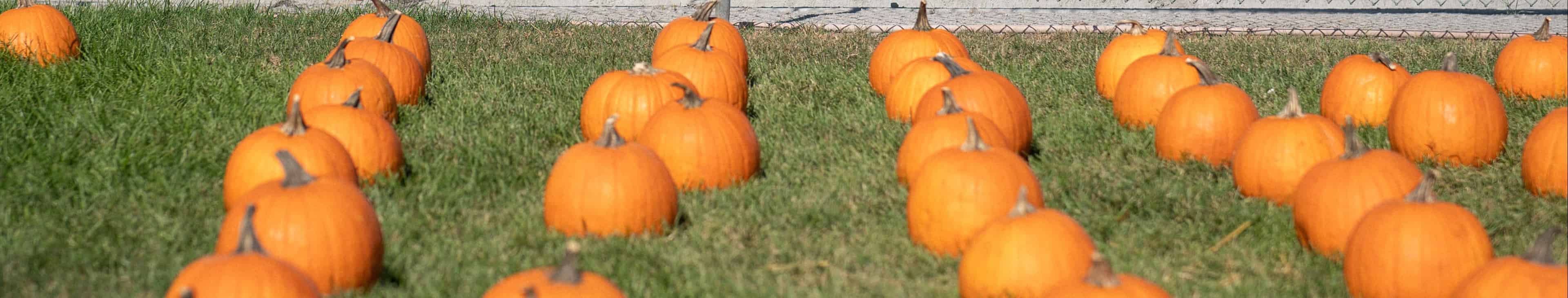 Pumpkin Patch
