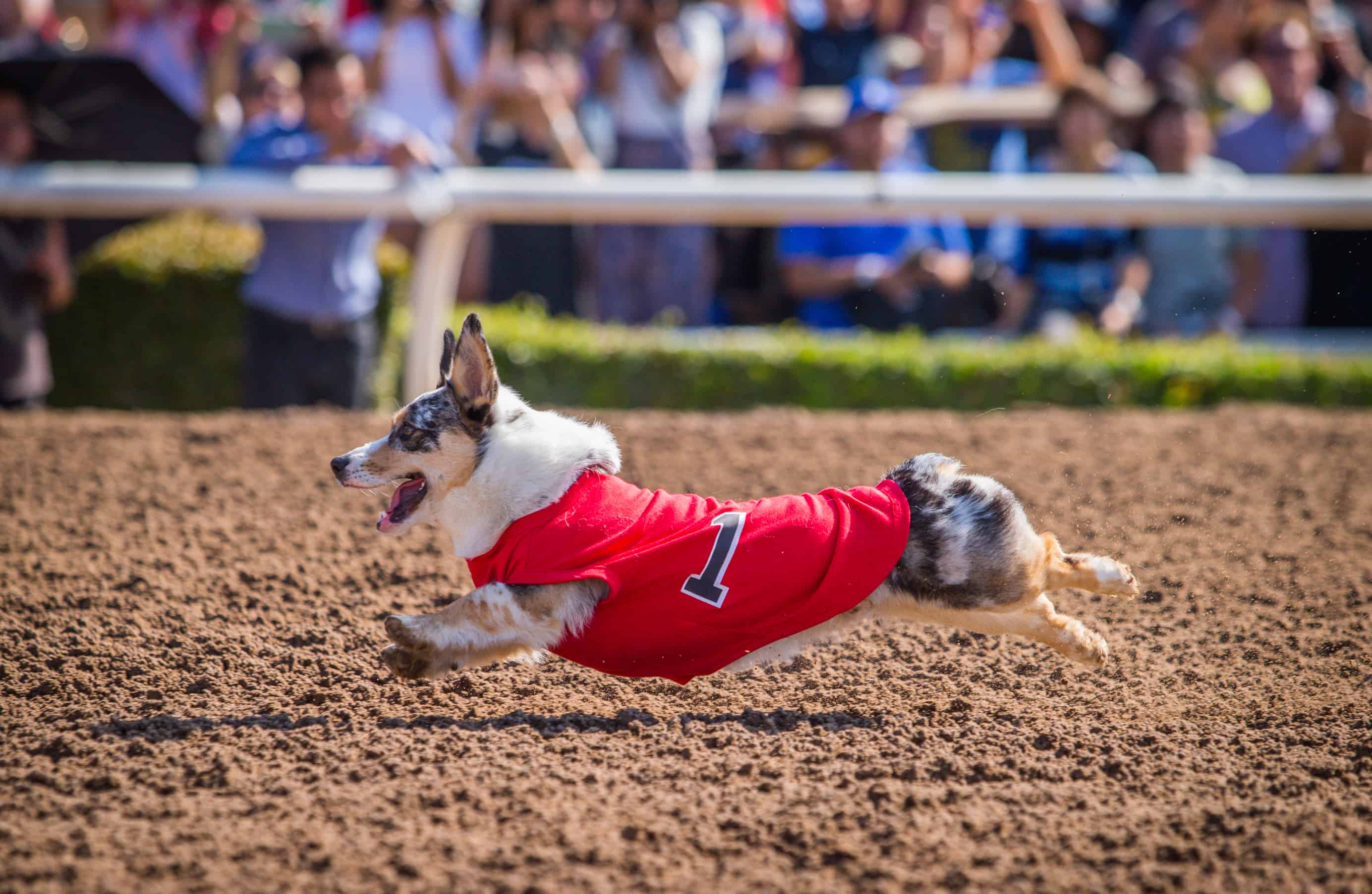 CORGI GENERIC ZAM 0201 (3)