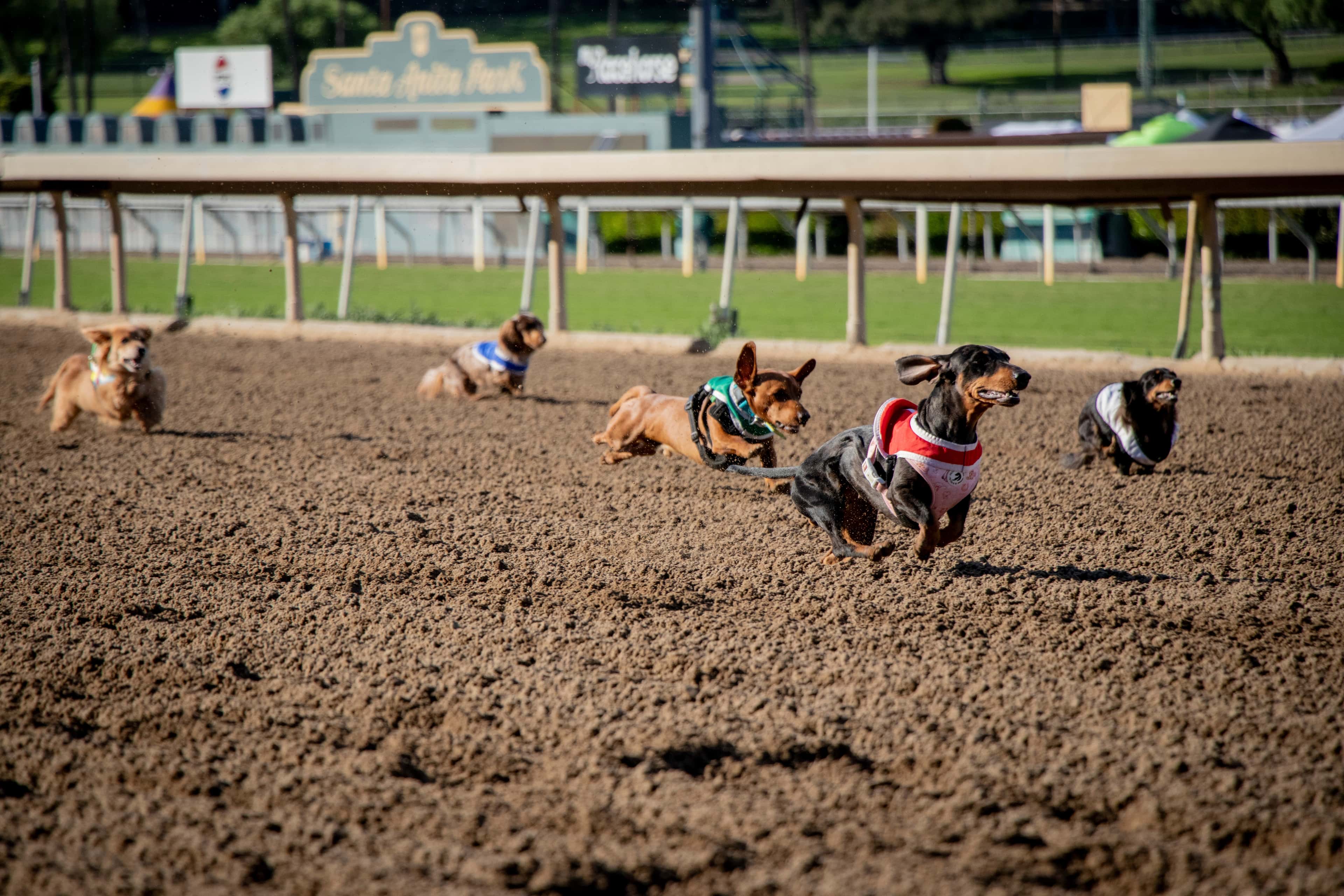 LMA1024dogs 2