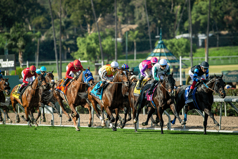 ZAM 1071 Racing Turf