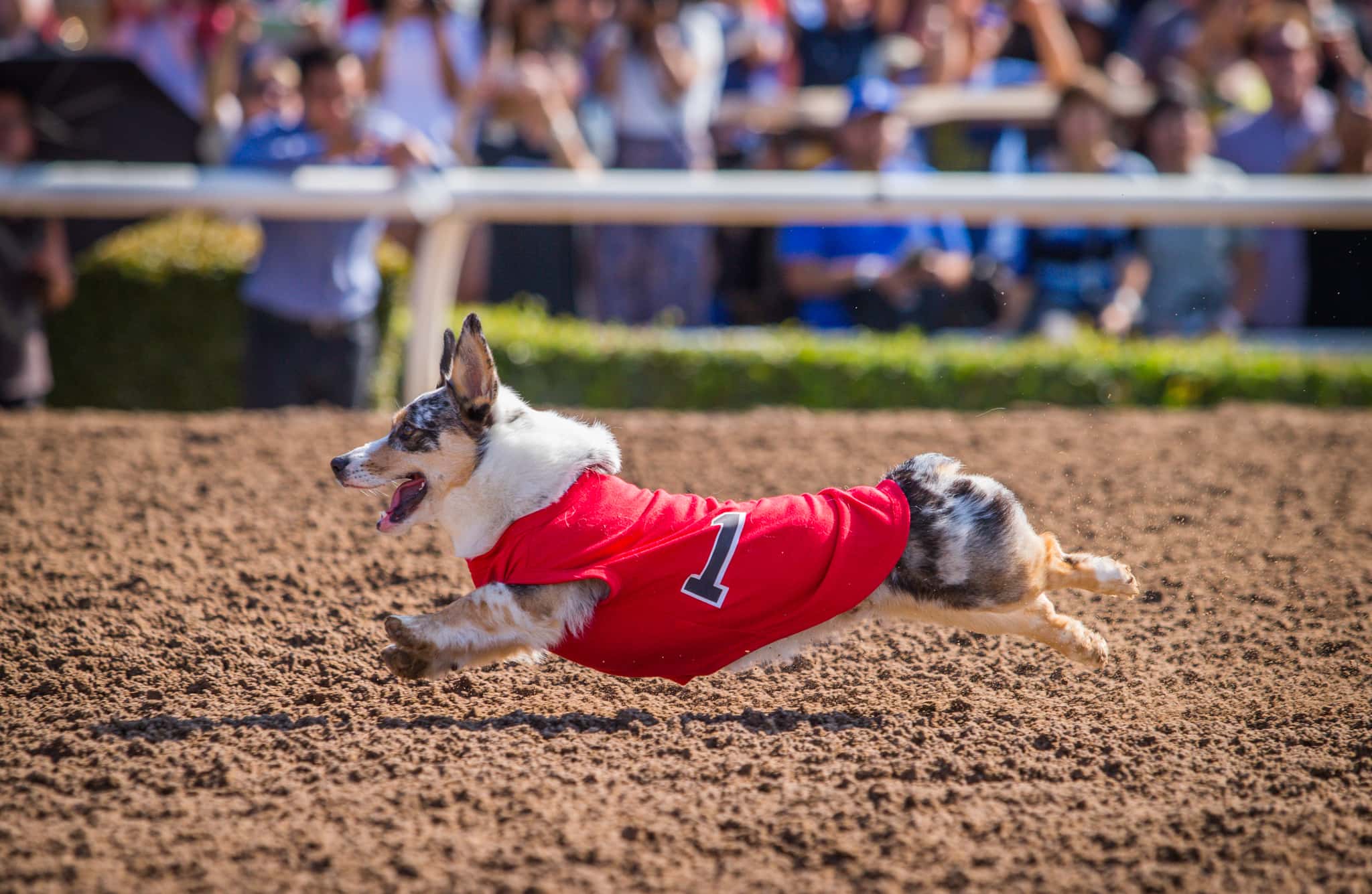 Santa Anita Park s 90th Anniversary Season Opens Next Thursday Dec 26 santa-anita-park-s-90th-anniversary-season-opens-next-thursday-dec-26